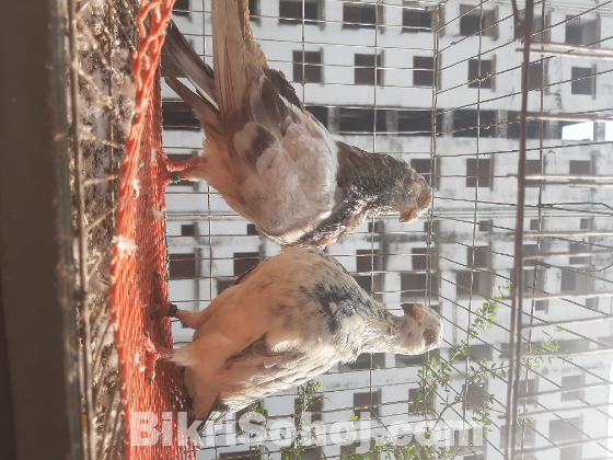 স্প্যানিশ জি এন এস পটার মাস্টার পেয়ার